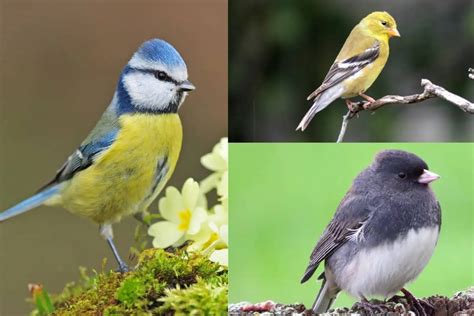 12 Birds With Short Beaks (with Photos) - Bird Feeder Hub