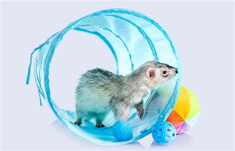 Ferret Toys