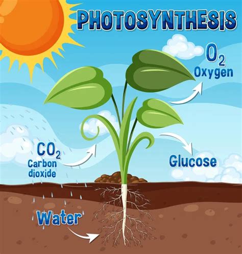 Photosynthesis Cellular Respiration Diagram Illustration Stock Vector ...