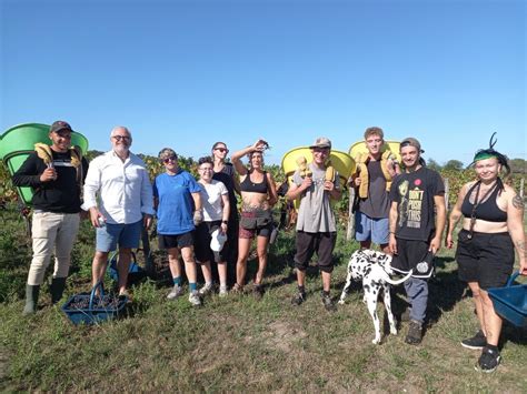 Les Vendanges Battent Leur Plein Au Ch Teau Bellerive Dans Le M Doc