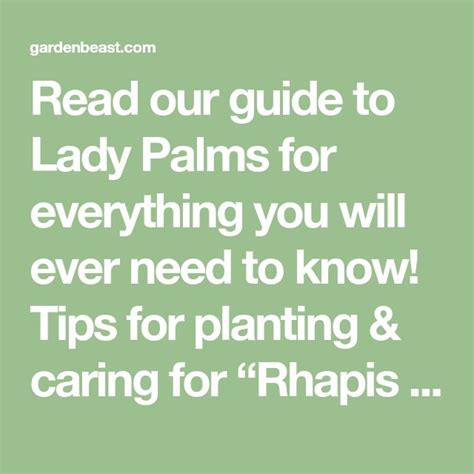 Read Our Guide To Lady Palms For Everything You Will Ever Need To Know