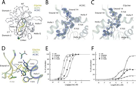 Ligand Induced Conformational Change In Nmda Receptor Activation A