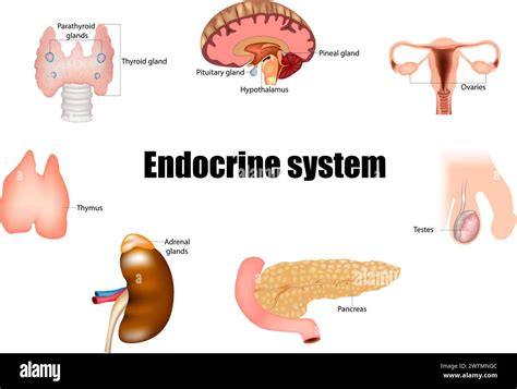 Major Glands Of The Endocrine System Pineal Gland Pituitary Gland