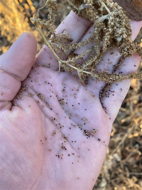 Splitting Fertilizer Application to Gain Yield - Peterson Farms Seed 