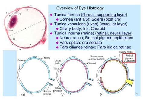 Ora Serrata Histology