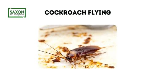 Cockroach Flying Saxon Pest Management