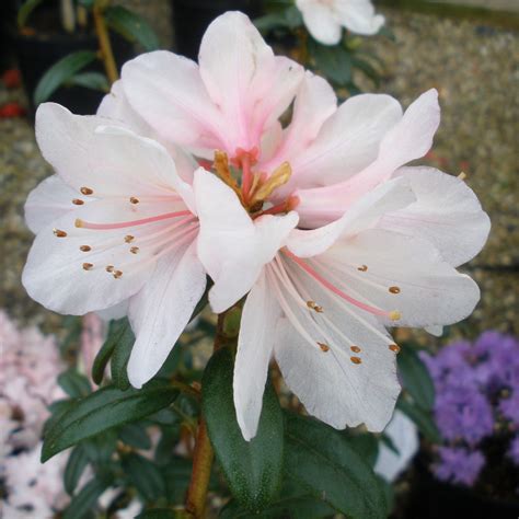 Dwarf Rhododendron Strawberry Cream - Dwarf Rhododendrons - Millais ...