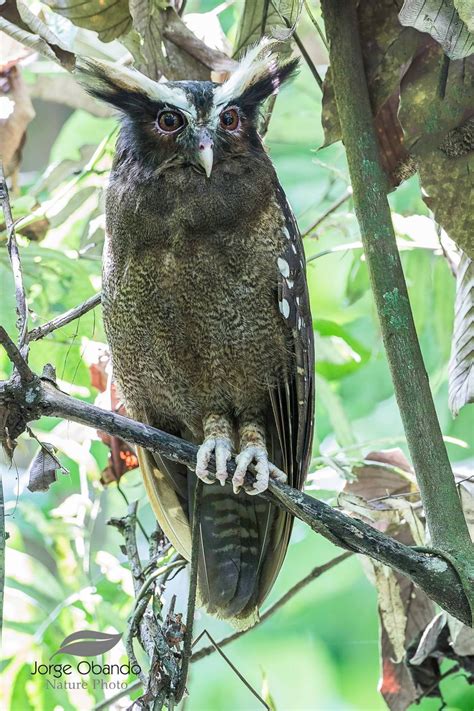 Búho Crestadocrested Owllophostrix Cristata One Bird Per Dayun Ave