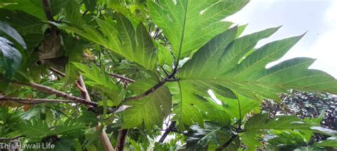 Breadfruit in Hawaii - This Hawaii Life