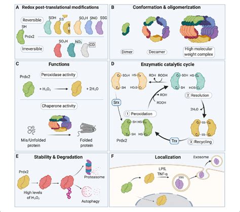 A Redox Switch Modulates The Multiple Functions Of Peroxiredoxin 2