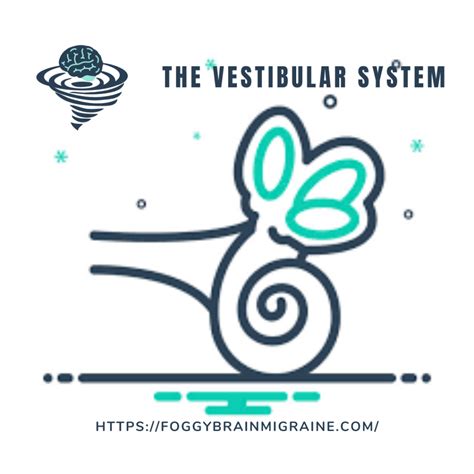 The Vestibular System