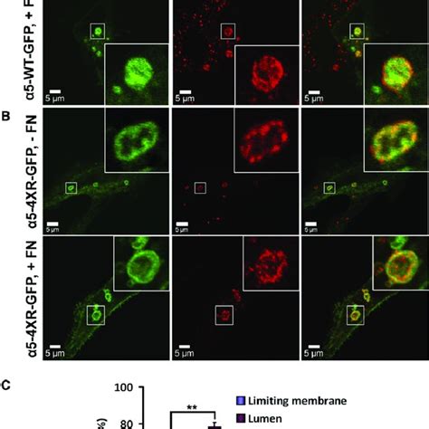 Immuno Electron Microscopic Localization Of Integrin And Fibronectin In