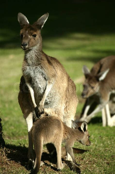 Australian Kangaroo | Stock image | Colourbox