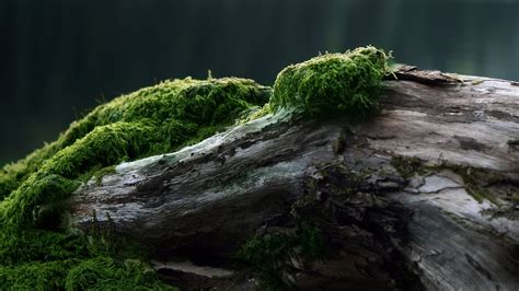 Gray wood log with moss HD wallpaper | Wallpaper Flare