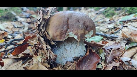 FUNGHI PORCINI SETTEMBRE 2023 BOLETUS EDULIS In Un Sottobosco Che NON