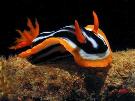 nudibranch sea slug blue sea slug deep sea creatures