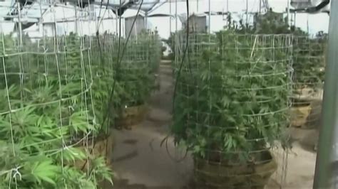 Ohio picks 12 businesses to grow medical marijuana | wkyc.com