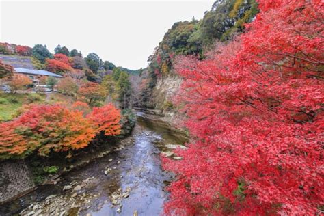 養老渓谷紅葉2024現在の状況と見ごろ時期いつ？おすすめﾊｲｷﾝｸﾞｺｰｽも ちょっとよりみちブログ