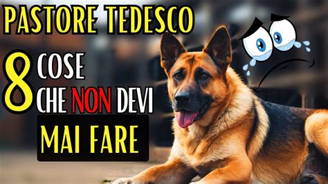 Pastore Tedesco Cose Da Evitare Guida Completa Alla Razza Youtube