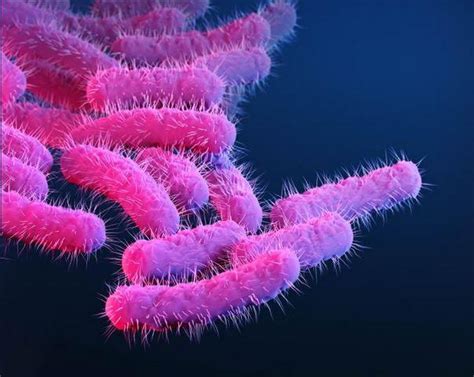 Extensively drug-resistant Shigella identified in Australia | CIDRAP