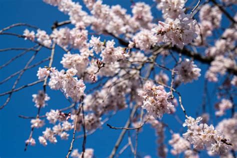 14 Stunning Places to See Kyoto Cherry Blossoms in 2025