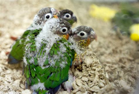 Baby Parrots Nestle Together At Parrots And Co On Crescent Street