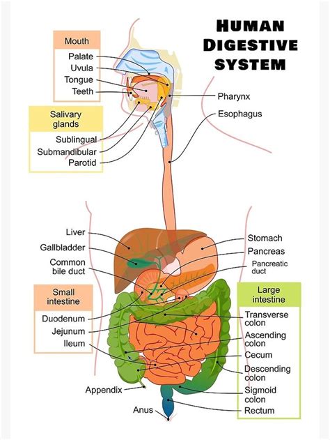 Human Digestive System Diagram And Functions Drawing Picture