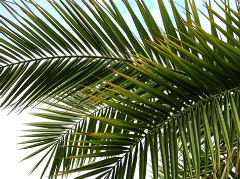 Palm Tree Plant Leaves Free Photo On Pixabay