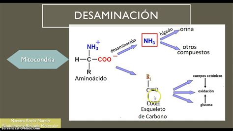 Metabolismo de los aminoácidos 2a Parte YouTube