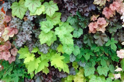 Composer Un Massif D Ombre Quelles Plantes Choisir Vivaces Ombre