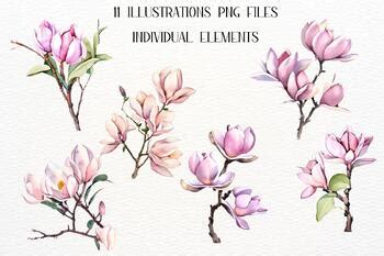 Magnolia Flower Watercolor Magnolias By Aneta Design TPT