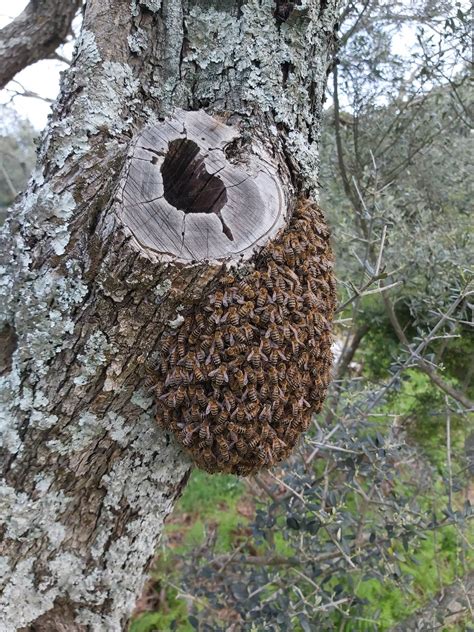 Building a simple box as a beehive... (pollinators forum at permies) 