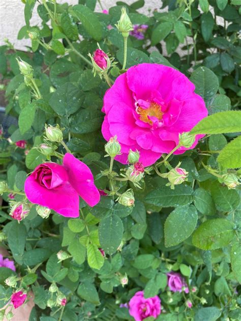 Apfelrose Kartoffelrose Hagebutte Rosa Rugosa Baumschule Horstmann