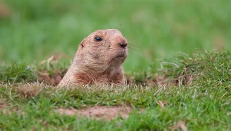 Can Gophers Climb Trees? | Gopher Nuts