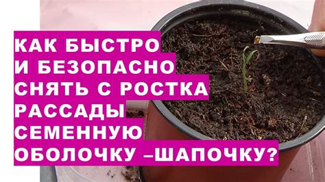 Как безопасно и быстро снять с ростка рассады семенную оболочку ...
