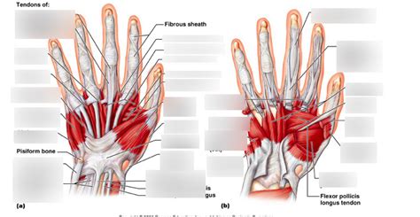 Intrinsic Hand Muscles Palm Diagram Quizlet