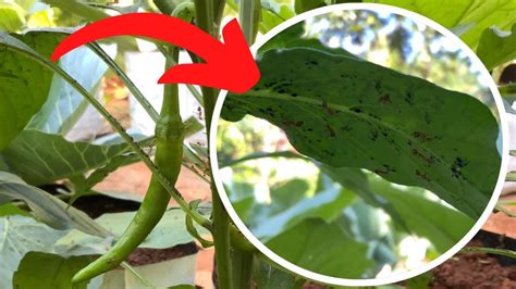 How To Get Rid Of Aphids On Chilli Plants Youtube