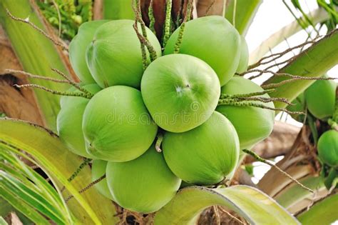 Green Coconut Stock Image Image Of Healthy Floral Fruit 31019295