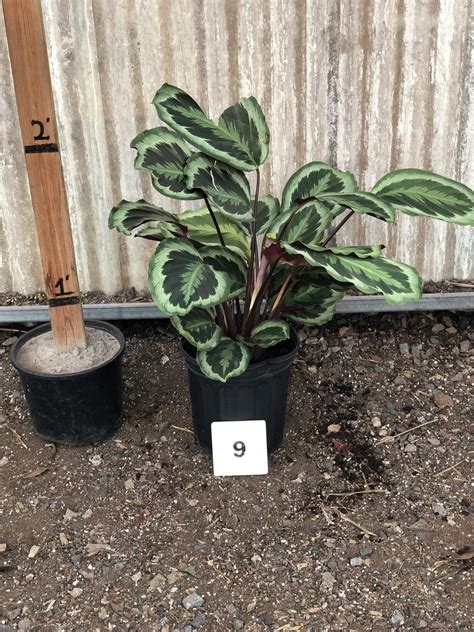 Calathea Medallion Cal Greenhouses