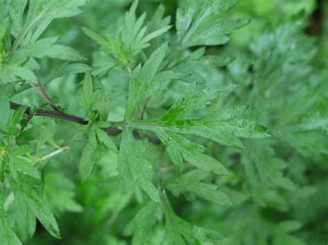 Mugwort Identify That Plant