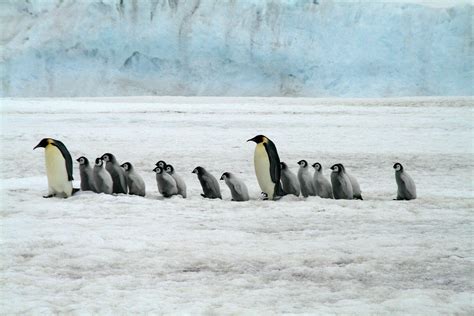 Emperor Penguins Face Extinction By 2100 Says Devastating New Report