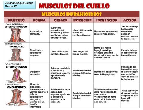 Músculos del Cuello medicina uDocz