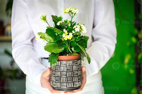 Person Holding Potted Plant Greenery In Their Hands Copy Space