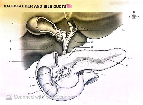 Gallbladder and Bile Ducts Diagram | Quizlet