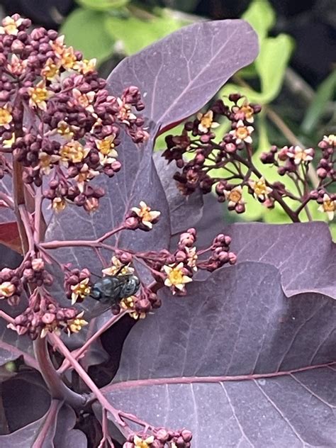 Calyptrate Flies From Joe Dimaggio Playground San Francisco Ca Us On