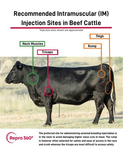 Repro Injectables How To Avoid Costly Mistakes Angus Australia