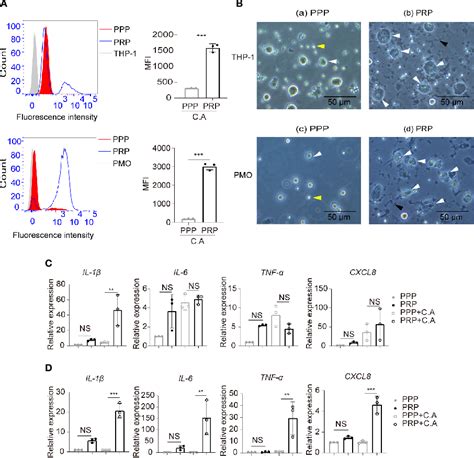 Figure 4 From GP IIb IIIa Mediated Platelet Activation And Its