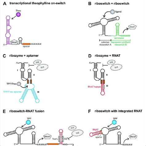 Synthetic Tandem Riboswitches A The Theophylline Aptamer Domain Was