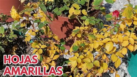 Hojas Amarillas En Rosas Y Rosales Chuyito Jardinero YouTube