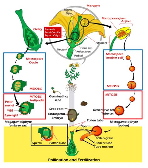 Angiosperm Life Cycle